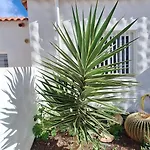 Apartment Casa Molina Costa Calma